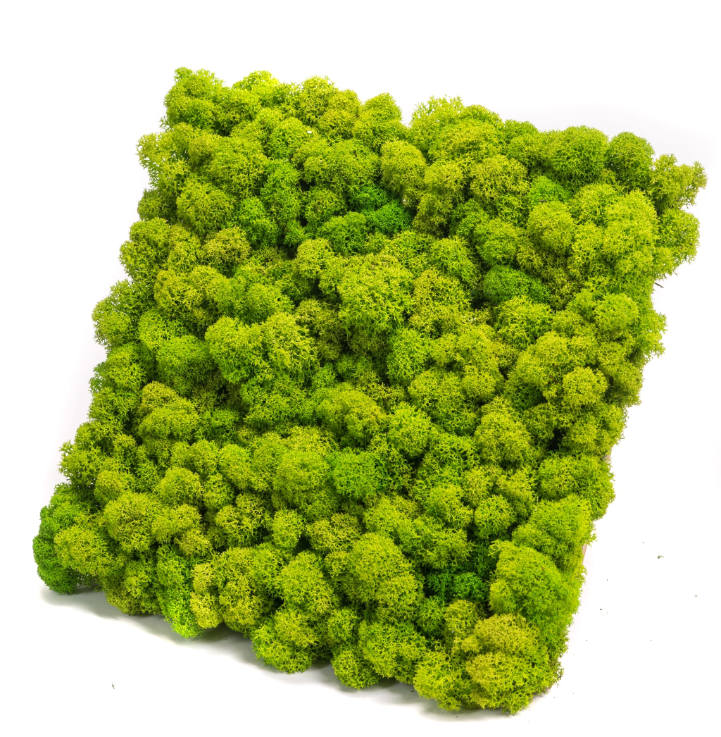 Reindeer moss wall panel 50x50 cm ( 0,25m2) / acoustic moss panel | color - spring green